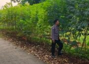 Asta Cita : Bhabinkamtibmas Kelurahan Jatimurni Laksanakan Pemantauan Lokasi Ketahanan Pangan
